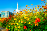 가을꽃축제 마무리된 일산호수공원, 계속되는 가을 산책 명소로 각광 뉴스기사 썸네일