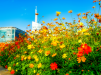 가을꽃축제 마무리된 일산호수공원, 계속되는 가을 산책 명소로 각광 기사의 썸네일